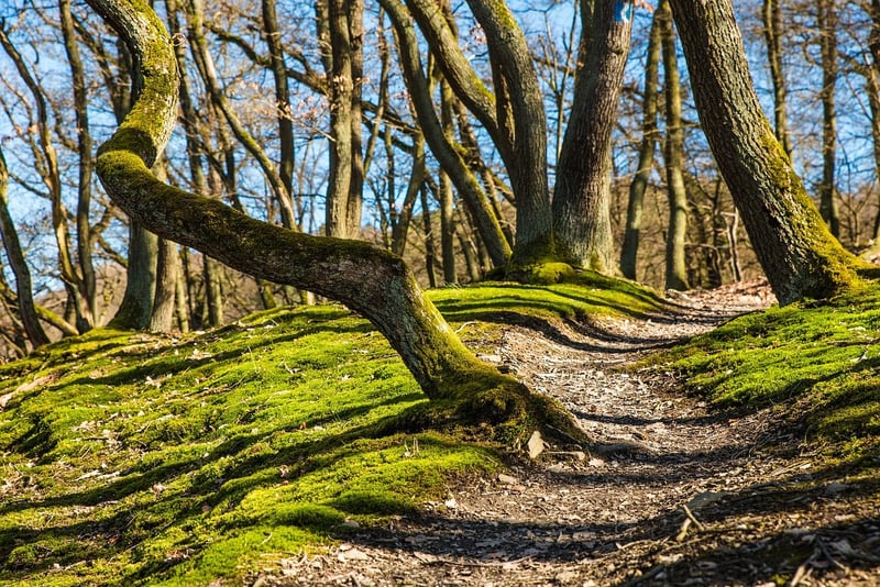 Mystery Trails